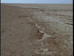WA Tidal line of dead shrimp in desert, to horizon, Gujarat, India Stock Footage