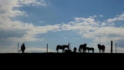 Horses on the horizon Stock Footage