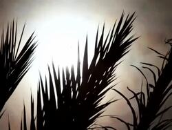 Palm in the Sun Stock Footage