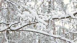 Trees covered with snow. Forest in winter. Stock Footage