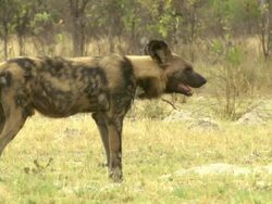 MS TS Shot of African wild dog walking and settling while observing surroundings / Okavango Delta, North-West District, Botswana Stock Footage