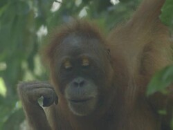 MS Orang utan juvenile in tree / Bukit Lawang, North Sumatra, Indonesia Stock Footage