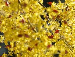 Golden Raintree in Bloom Stock Footage