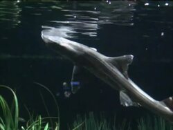 Grey Smooth Houndshark / Hound Shark Stock Footage