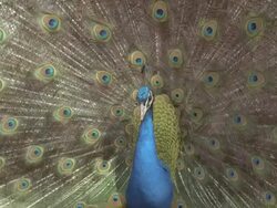 CU Peacock (Pavo cristatus) male displays, England, UK Stock Footage