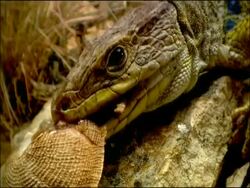Ocellated Lizard (Lacerta lepida) eating snail, Andalusia, Southern Spain Stock Footage