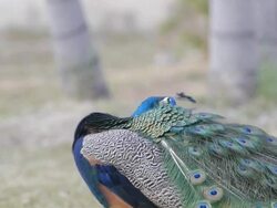 Peacock feathers beautiful bird. Stock Footage