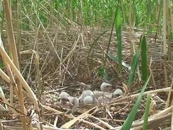 Marsh Harrier's Nest Stock Footage