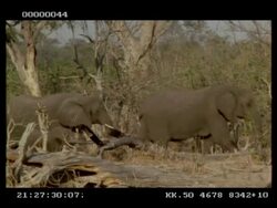 African Elephant, Loxodonta africana, adults and baby walking through dead trees, MS, Botswana Stock Footage