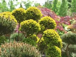 MS Shot of contour cut at box with taxus and pine trees in nursery / Saarburg, Rhineland Palatinate, Germany Stock Footage