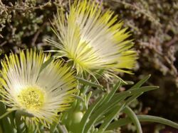 MS Shot of Thin petalled yellow flowers / Namaqualand, Northern Cape, South Africa Stock Footage