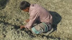 Farmers in rural Bangladesh plant corn kernels as seeds into freshly ploughed land by hand Stock Footage