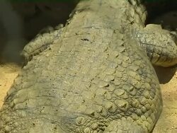 Tilt Down Shot Crocodile Mauritius Stock Footage