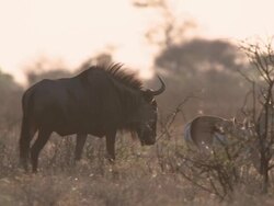 MS TS Shot of Wildebeest walking amongst springbok herd  / Central Kalahari Game Reserve, Botswana Stock Footage