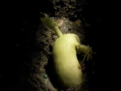 T/L Runner bean (Phaseolus coccineus) germinating underground, shoot and roots growing Stock Footage
