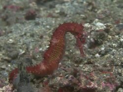 Seahorse Stock Footage