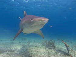 Tiger shark, Galeocerdo cuvier, sandy seabed, Bahamas  Stock Footage