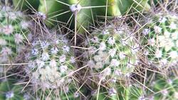 Cactus Stock Footage