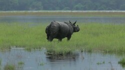 India's rhinos at risk as monsoon floods  arrive News Clip