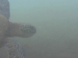 Swimming Turtle in Hawaii Stock Footage