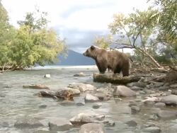 WS Shot of brown bear / Caucasus, Russia Stock Footage