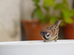 close up : Tree Sparrow on bowl Stock Footage