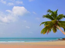 Palm tree at beach Stock Footage