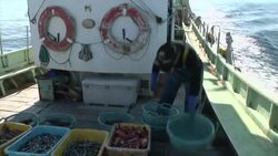 Fishermen face uncertain future after new leaks from Fukushima nuclear plant Instructional Video