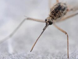 mosquito Stock Footage