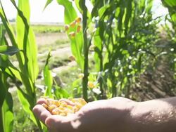 SLO MO Pouring Corn Maize From One Hand To Another Stock Footage