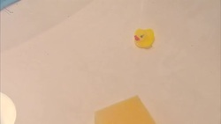 Large spider in bath tub News Clip