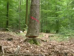 MS Lumberjacks at work in forest / Zerf, Rhineland Palatinate, Germany Stock Footage