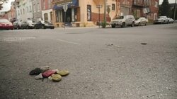 Rundown Street and Buildings News Clip