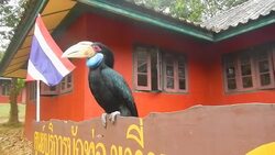 Blue hornbill Stock Footage