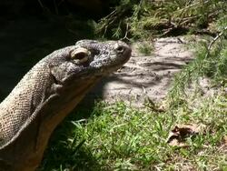 Closeup of Komodo Dragon in Natural Habitat Stock Footage