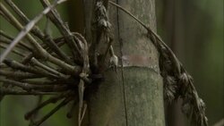 Ants crawl up and down a wooden post. Stock Footage