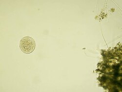 Microorganism - Volvox, copy space Stock Footage