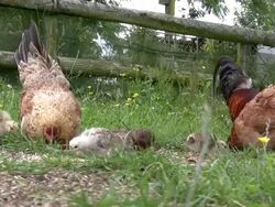 (HD1080i) Chickens Eating Stock Footage