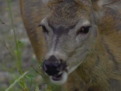 White-Tailed Deer Feeding, Close-up Stock Footage