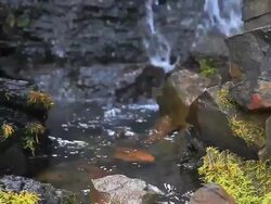 Water flowing over stream bed from waterfalls Stock Footage