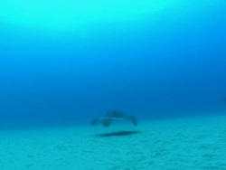 WS POV TS Shot of Round ribbon tail rays swimming along sandy sea floor / Matola, Maputo, Mozambique Stock Footage