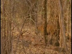 MS Royal Bengal tiger, Panthera tigris tigris, walking through jungle, Bandhavgarh National Park, India Stock Footage