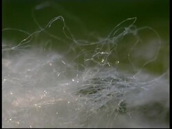 Silkworm, Bombyx mori, mass of silk threads, CU, Israel Stock Footage