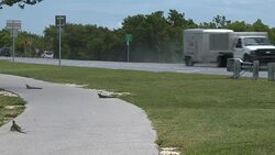 Large Iguanas, Lizards In Islamorada, Florida Keys, US1 Traffic Stock Footage