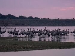 Common Cranes (Grus grus), at their roost on Lake Cubillar, Caceres Province in Extremadura, Spain Stock Footage