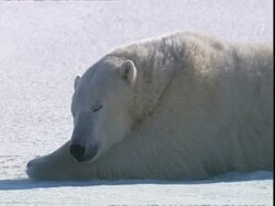 Polar bear (Ursus maritimus) falling asleep, near Churchill, Manitoba, Canada Stock Footage