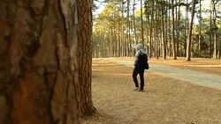 panning: one man walking on pine forest Stock Footage