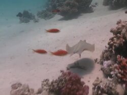  tailess blue spotted ray (Taeniura lymma) is molested by cleaner wrasse  Stock Footage