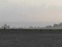 WS PAN Ship gardener and woman walking with herd / Djibouti-Abe Lake, Djibouti Stock Footage