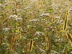 HD DOLLY: Tranquil Meadow Plants At Sunset Stock Footage
